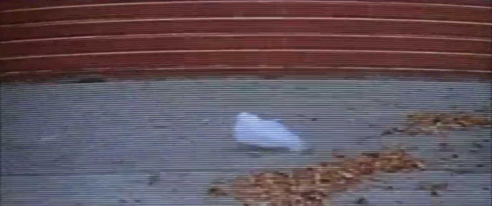 Photo of Ricky's video of a plastic bag on a blustery fall day.