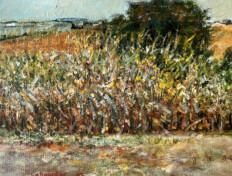 Landscape of a cornfield.
