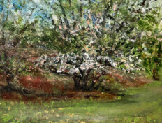 Flowering trees with pink petals in a yard.